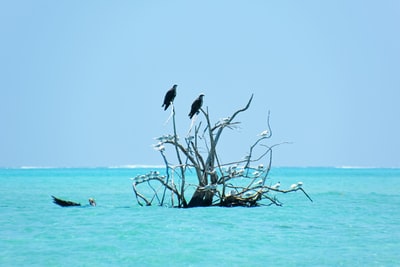 birds on tree branch over the sea during daytime